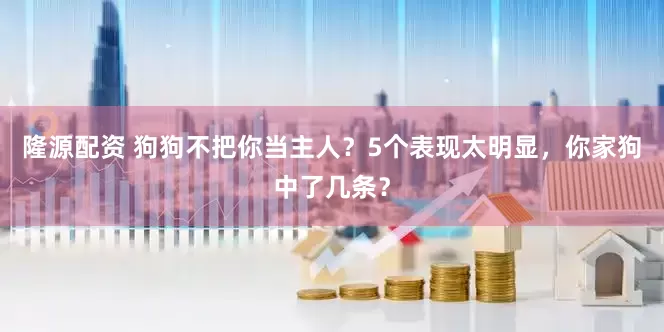 隆源配资 狗狗不把你当主人？5个表现太明显，你家狗中了几条？