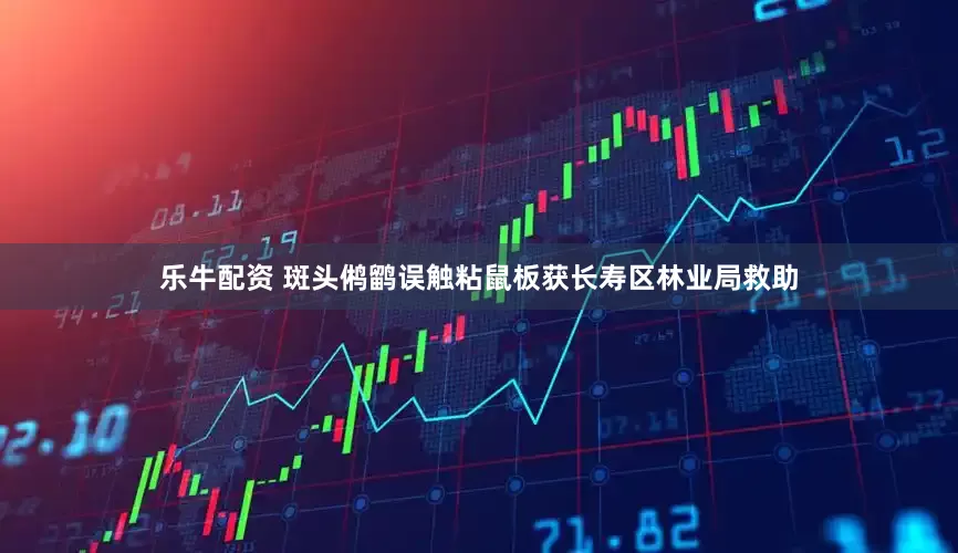乐牛配资 斑头鸺鹠误触粘鼠板获长寿区林业局救助