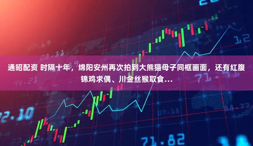 通昭配资 时隔十年，绵阳安州再次拍到大熊猫母子同框画面，还有红腹锦鸡求偶、川金丝猴取食…